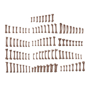 AK Interactive Human Bones Basing Bits